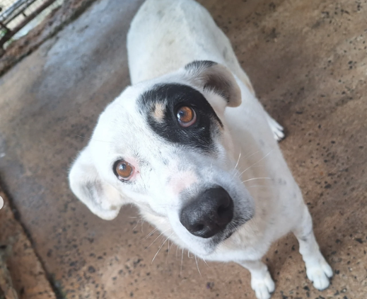 Cachorra Madonna